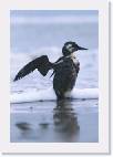 oiledguillemot