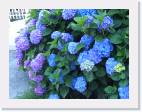 Hortensias